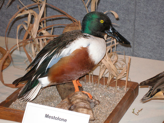 2008-mestolone